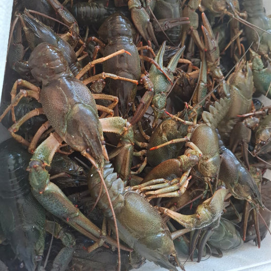 Новинка. Вареные раки из Германии в пиве