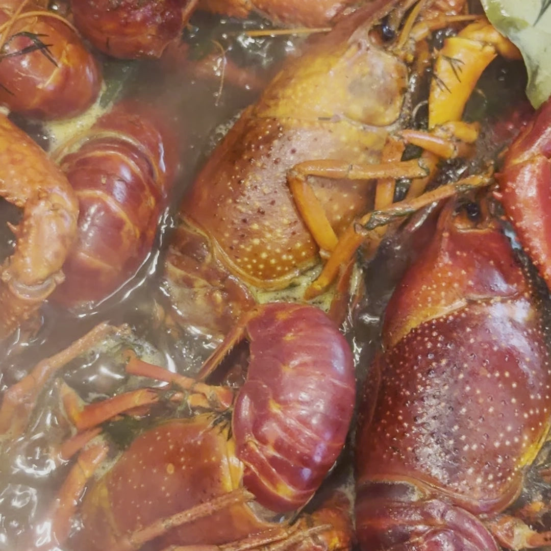 Flusskrebse in herzhafter dunkles Bier und Klassisch gekocht – einzigartiger Geschmack, frisch gekocht, vakuumverpackt mit Soße und deutschlandweit geliefert von RakiDe. rakide.de und rakide.com 